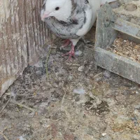 کبوتر طوقی|پرنده|تهران, بیسیم|دیوار