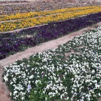 فروش عمده بنفشه خارجی F1 و F2