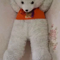 خرس بزرگ سفید