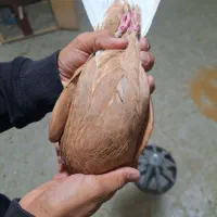 کفتر دم سفید|پرنده|نیشابور, شهرک قدس|دیوار