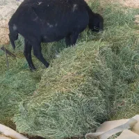 میش