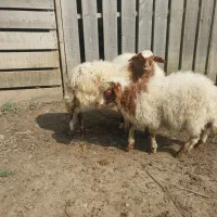 بره نر ماده