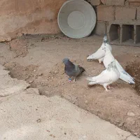کبوتر سفید