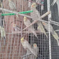 طوطی برزیلی وعروس هلندی