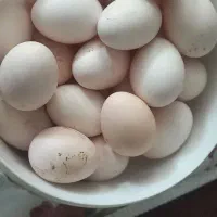 تخم مرغ محلی بشرط نطفه
