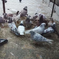 10عدد کبوتر گرفتنی