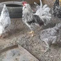 مرغ گلین طوسی فروش تخمرغ|حیوانات مزرعه|شهرکرد, |دیوار