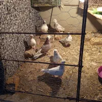 قناری|پرنده|پاکدشت, پاکدشت (مامازند)|دیوار