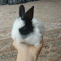 خرگوش پشمی خانگی