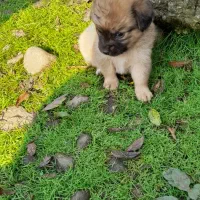 توله سگ فروشی|سگ|رودسر, |دیوار