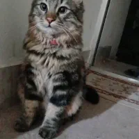 گربه گمشده لطفا کمک کنید