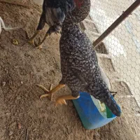 فروش خروس لاری|حیوانات مزرعه|برازجان, |دیوار