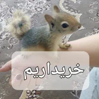 موش و خرگوش