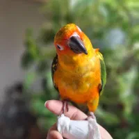 طوطی خورشیدی|پرنده|اصفهان, کشاورزی|دیوار