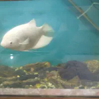 ماهی آکواریوم گوشت خوار معاوضه با چند تا لجن خوار