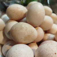 تخم بوقلمون نطفه دار