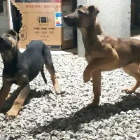 توله مالینویز دوبرمن|سگ|کرمانشاه, |دیوار