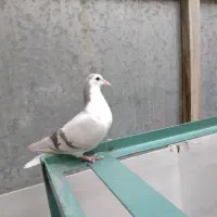 مفلق نقره ای