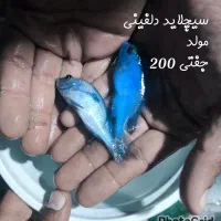 بزرگترین مرکز تخصصی و حرفه ای ماهی و آکواریوم|ماهی|زابل, |دیوار