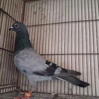 کفتر|پرنده|قم, دروازه قلعه|دیوار