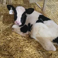 گوساله شیرخوار هلشتاین