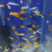 کواریم ماهی همه باهم