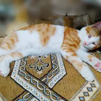 گربه DSHماده سفید و خوشگل فروش فوری|گربه|شاهینشهر, شهرک میلاد|دیوار