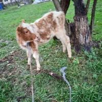 فروش یه عدد گوساله