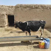 گاو و گوساله