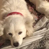 سگپاپی بدون مریضی وموریزی سالم مخصوص خونه اپارتمان