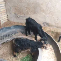 بز‌ماده|حیوانات مزرعه|شادگان, |دیوار