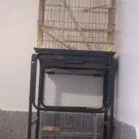 قفس