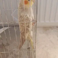 یه جفت عروس هلندی مولد