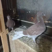 فروش تعدادی قرمز کلادار|پرنده|قائمشهر, |دیوار