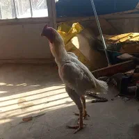 خروس لاری|حیوانات مزرعه|انگوت, |دیوار