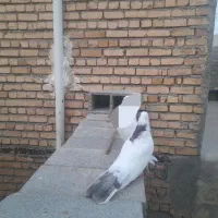 کبوتر نقابی ماده