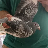 سلام کفتر مگسی شاه پر سفید فروشی .|پرنده|سمنان, |دیوار