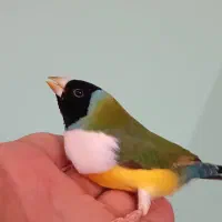 فنچ گلدین|پرنده|رشت, فلسطین|دیوار