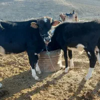 مبلغ ۱۱۰۰۰۰۰۰۰مراوه تپه گوگدره