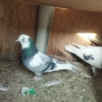 کفتر|پرنده|کرج, شهرک رضوانیه|دیوار