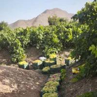 انگور درجه ۱ ----اراک