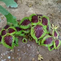 گل حسن یوسف