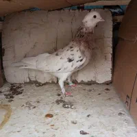 کبوتر کفتر
