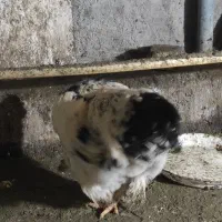 خرچس برهما اصل