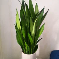 سانسوریا مهتابی حدودا 7 غلاف