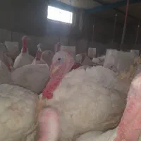 بوقلمون گوشتی