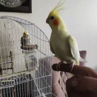 عروس هلندی جفت