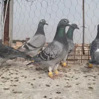 ماده المانی کفتر بوم