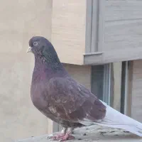 کبوتر سرخ دم سفید