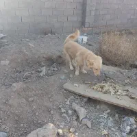 سگ پاکوتاه نژاد دار